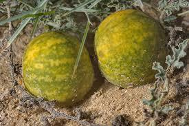 Citrullus Colocynthis