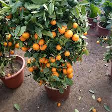 CITRUS RETICULATA