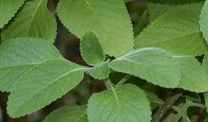 COLEUS FORSKHOLII