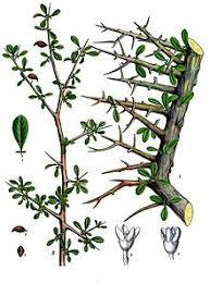 Commiphora Myrrha