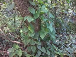 Dioscoria Bulbifera As Sub.For Habenaria