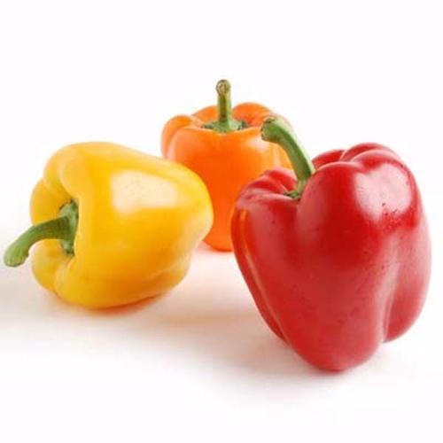 Bell Pepper By GREEN SHINE AGRO EXPORT