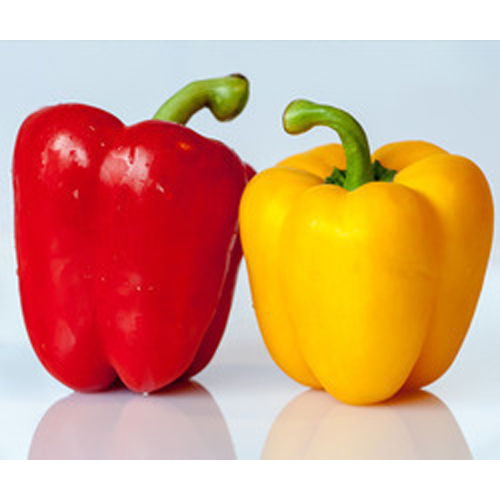 Capsicum