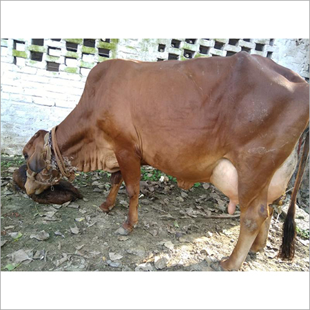 Milking Sahiwal Cow