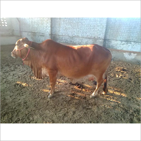 Sahiwal Cows Supplier In Haryana