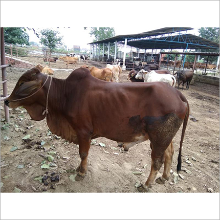 Sahiwal Cow