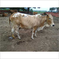 Pure Desi Sahiwal Cow Breed