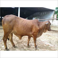 Pure Sahiwal Cow Breed
