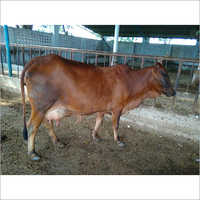 Sahiwal Cow Breed Haryana