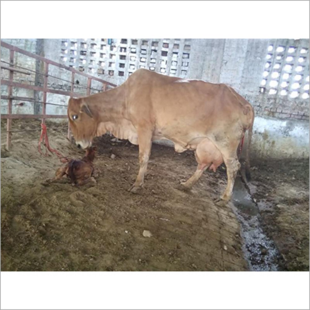 Sahiwal Cow Supplier In Karnal - Color: Brown