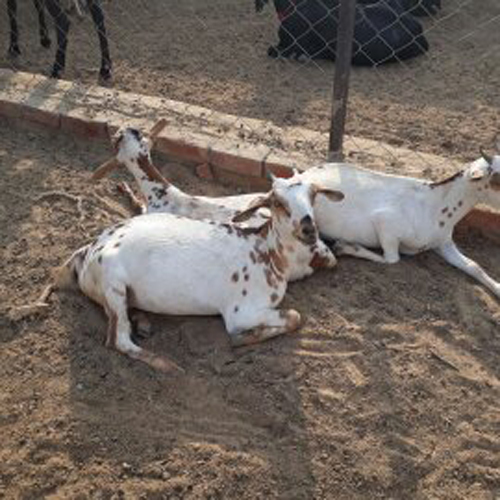 Barbari Goat