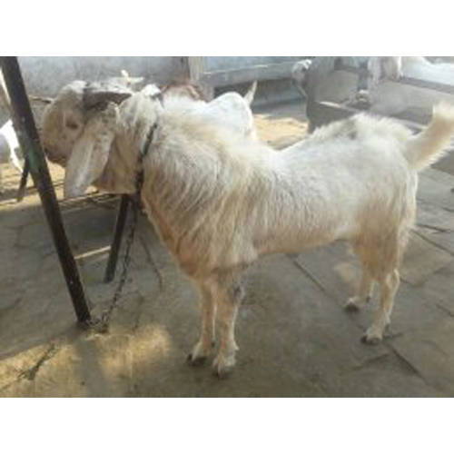 Jamunapari Male Goat