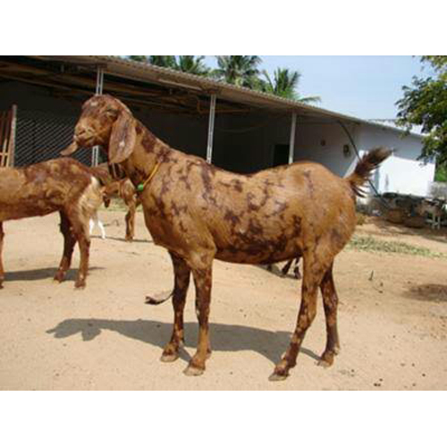 Sirohi Goat