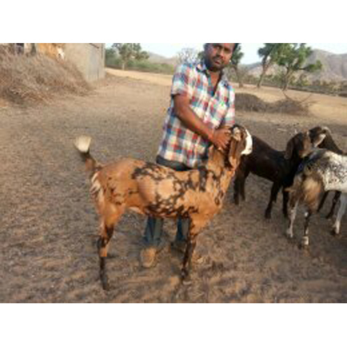 Sirohi Male Goat