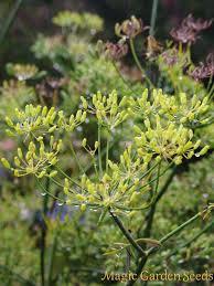 Foenicullum Vulgare