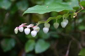 GAULTHERIA FRAGRANTISSIMA