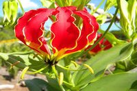 Gloriosa Superba - Climbing Vine, 6-8 Feet Height , Red Flowers Blooming In Summer, Thrives In Full Sun, Hardy In Zones 8-11