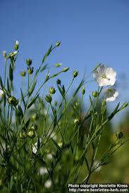 Linum Usitatissimum