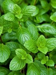 Mentha Spicata