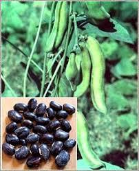 Mucuna Pruriens