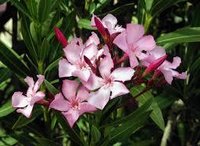 Nerium Indicum