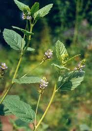 Psoralea Corylifolia