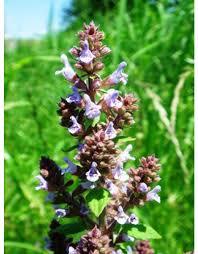 SALVIA PLEBEIA