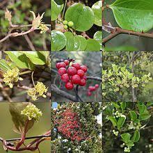 SMILAX CHINA