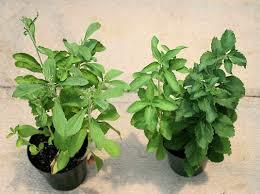 STEVIA