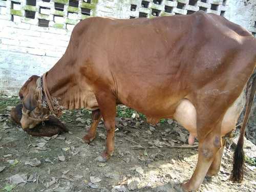 Pure Sahiwal Cow