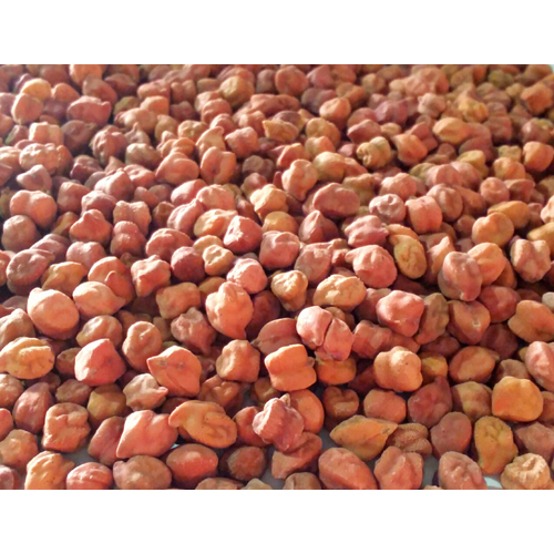 Common Chana