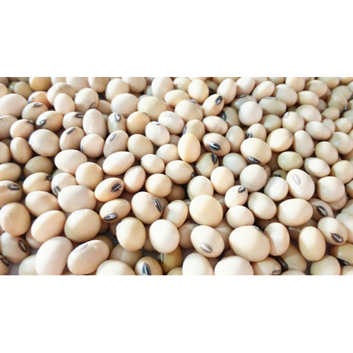 Soy Bean Soy Bean