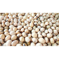 Common Soy Bean