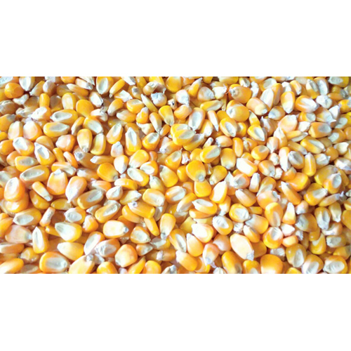 Maize Maize