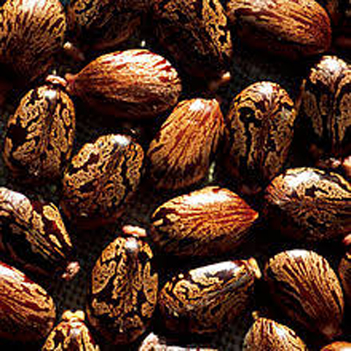 Castor Seed