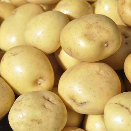 Round Fresh Potato