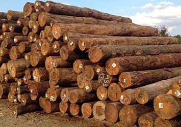 Pine wood jindal