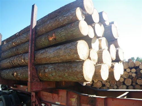 pine wood suppliers