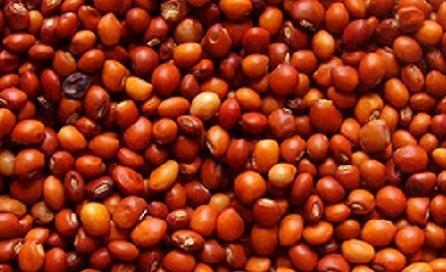 Pigeon Pea
