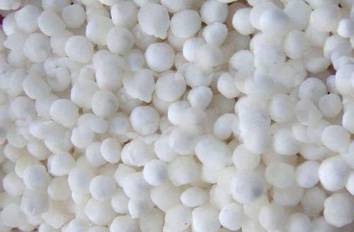 Sago Seeds
