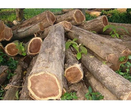 Round Teak Wood Logs