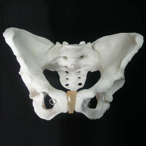 Anatomical human Male Pelvis model Anatomical human Male Pelvis model