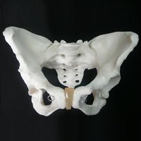 Anatomical Human Male Pelvis Model