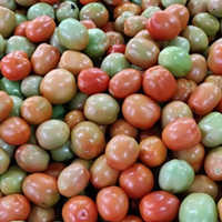 Cherry Tomato