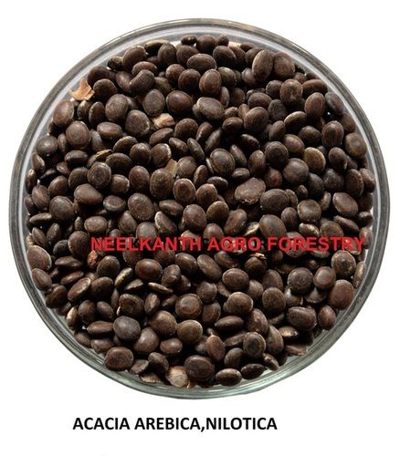 Acacia arebica nilotica
