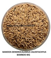 Bamboos dendrocalamus calostachyus bamboo big