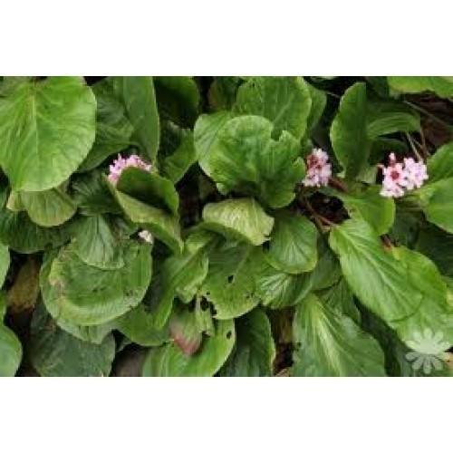 Pashanbhed - Bergenia Ligulata Powder