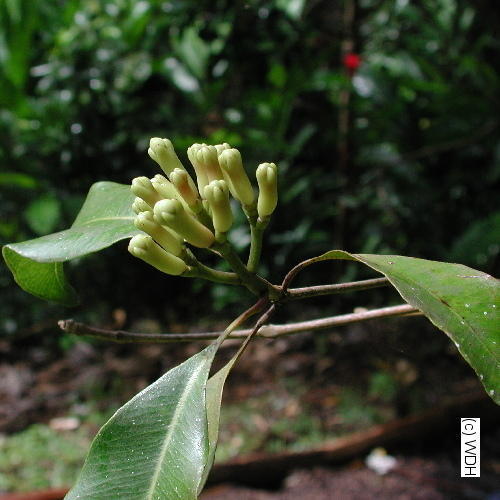 Clove (Loung) Powder