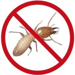 Termite Pest Control Services By RJ GLOBAL SERVICES