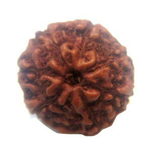 Wood 5 Mukhi Rudraksh